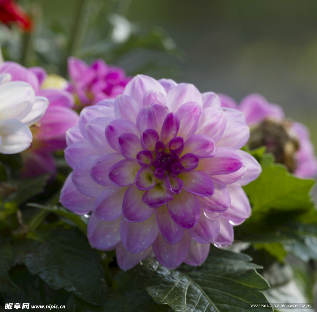 花 