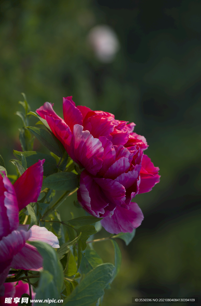 香石竹花