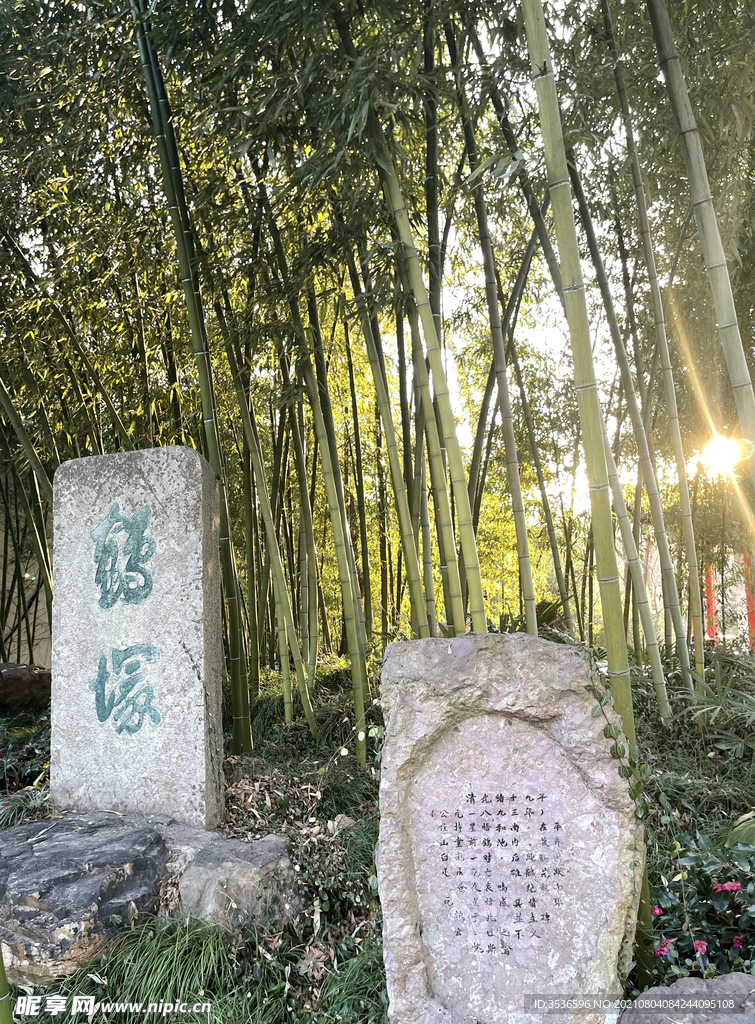 竹林