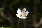 鲜花