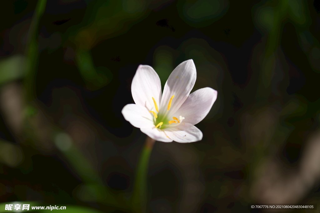 鲜花