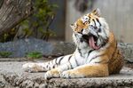 高清老虎tiger图片 