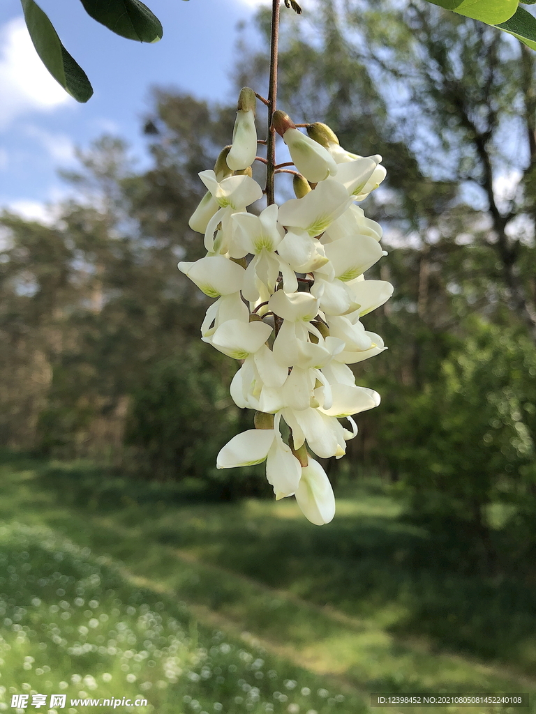 洋槐花