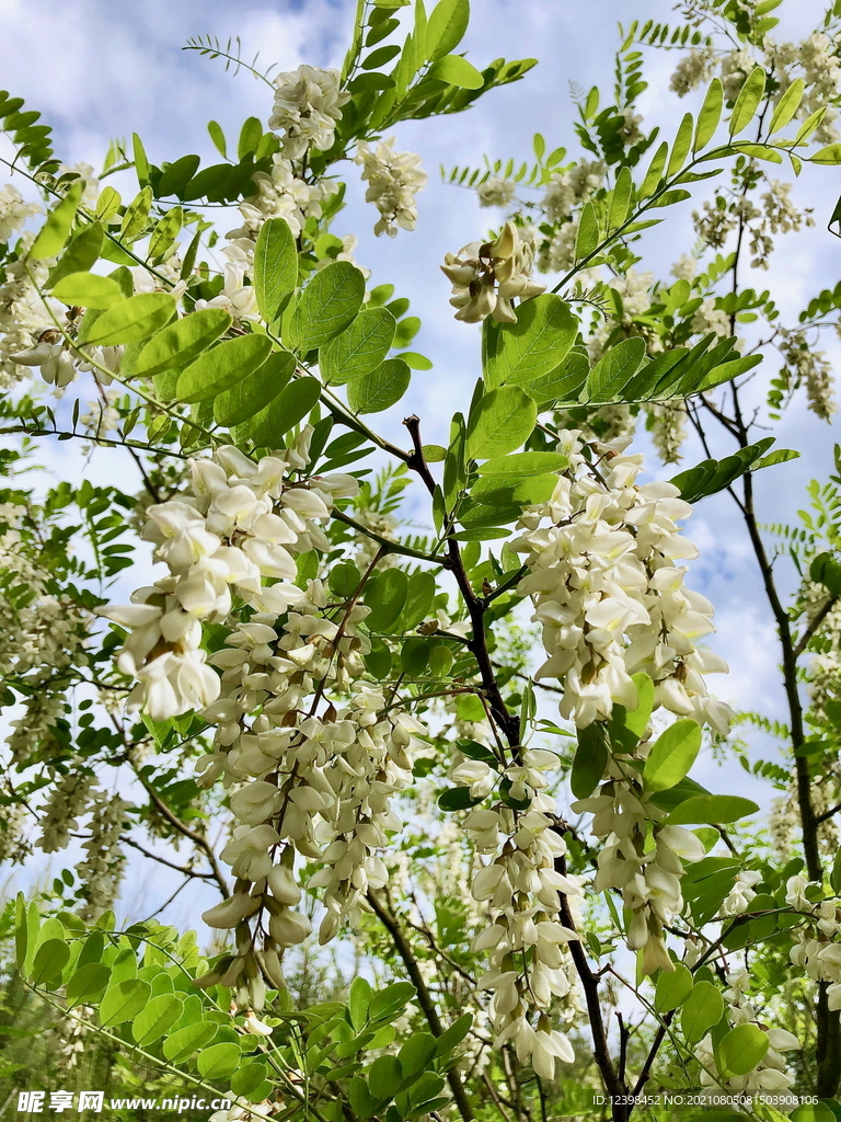 洋槐花