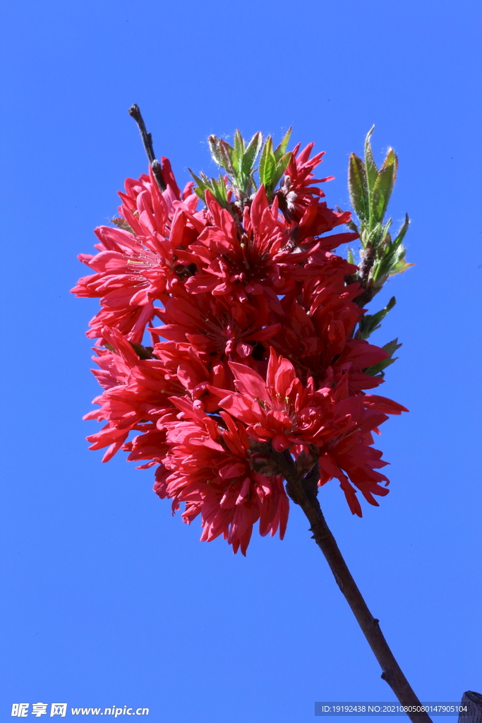菊花桃