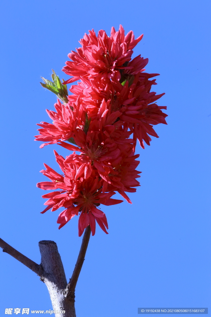 菊花桃