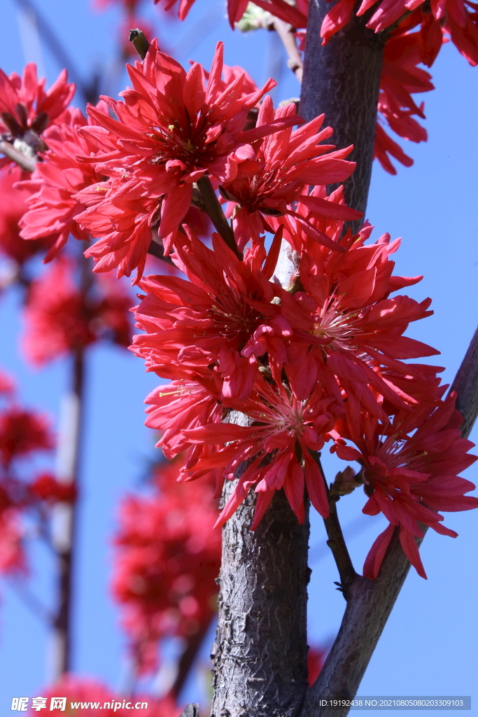 菊花桃