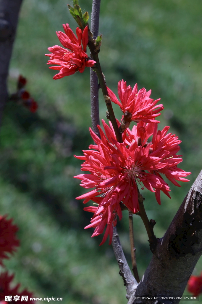 菊花桃 