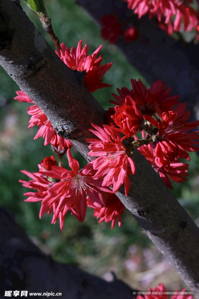 菊花桃