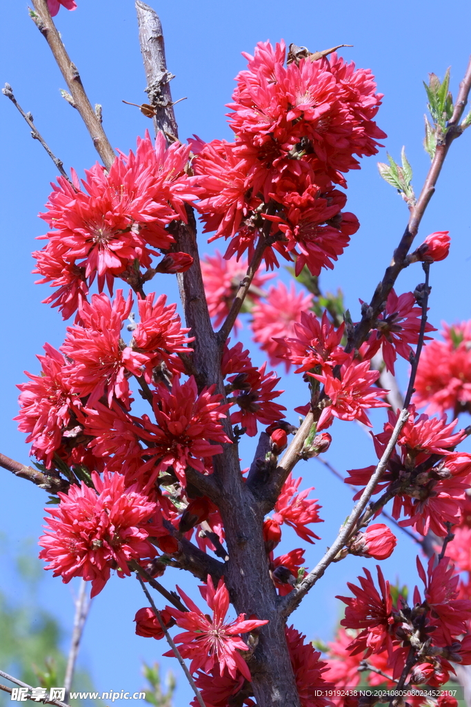 菊花桃