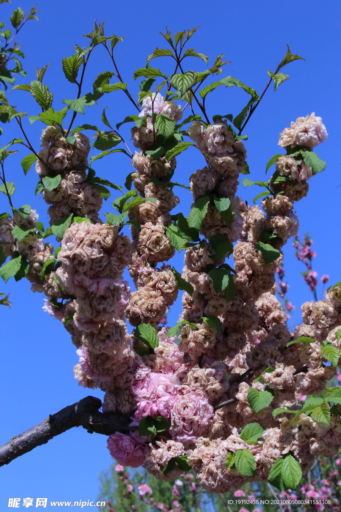 榆叶梅残花 