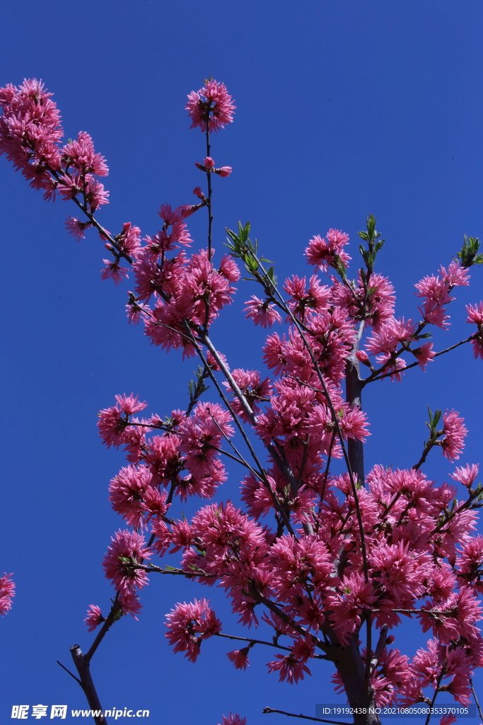 菊花桃