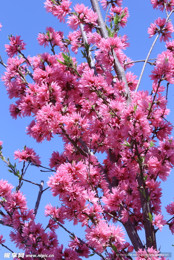 菊花桃 