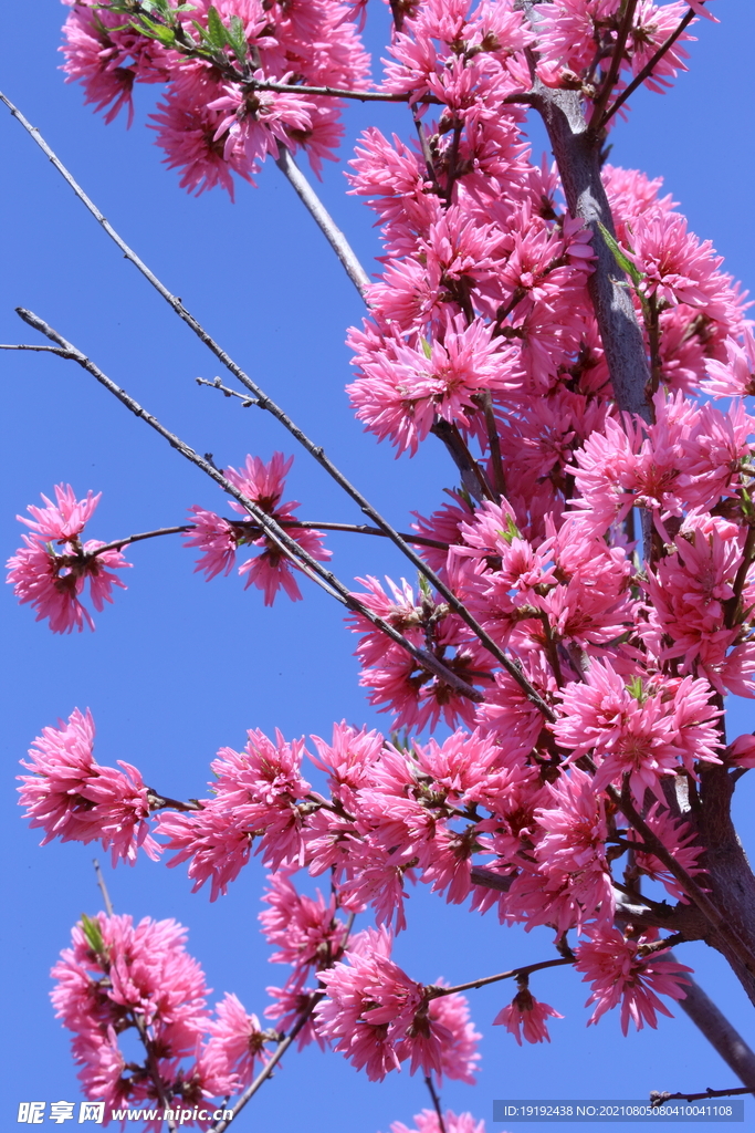 菊花桃 