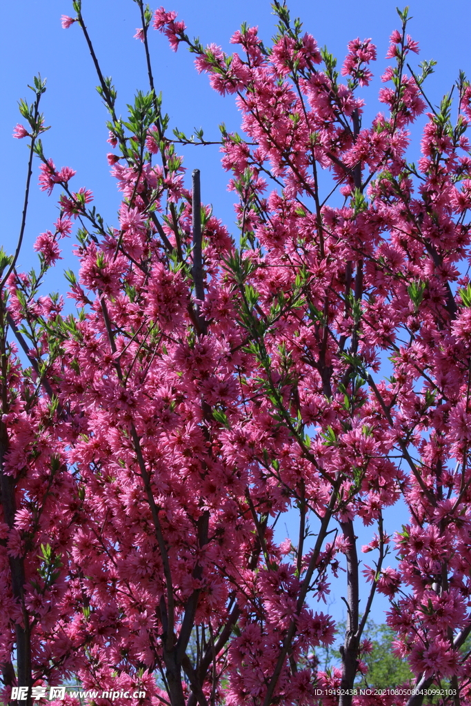 菊花桃