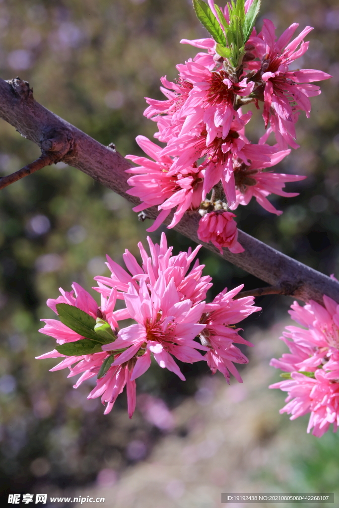 菊花桃 
