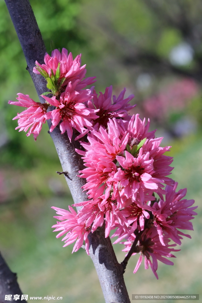 菊花桃