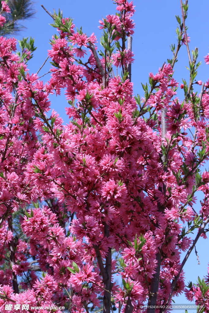 菊花桃