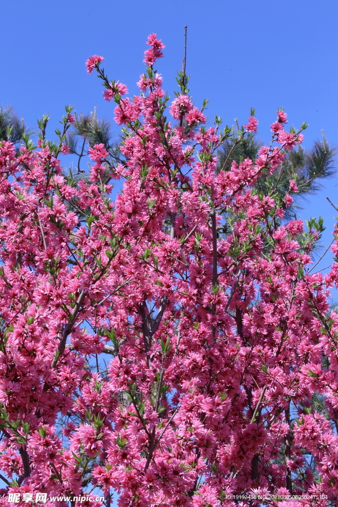 菊花桃