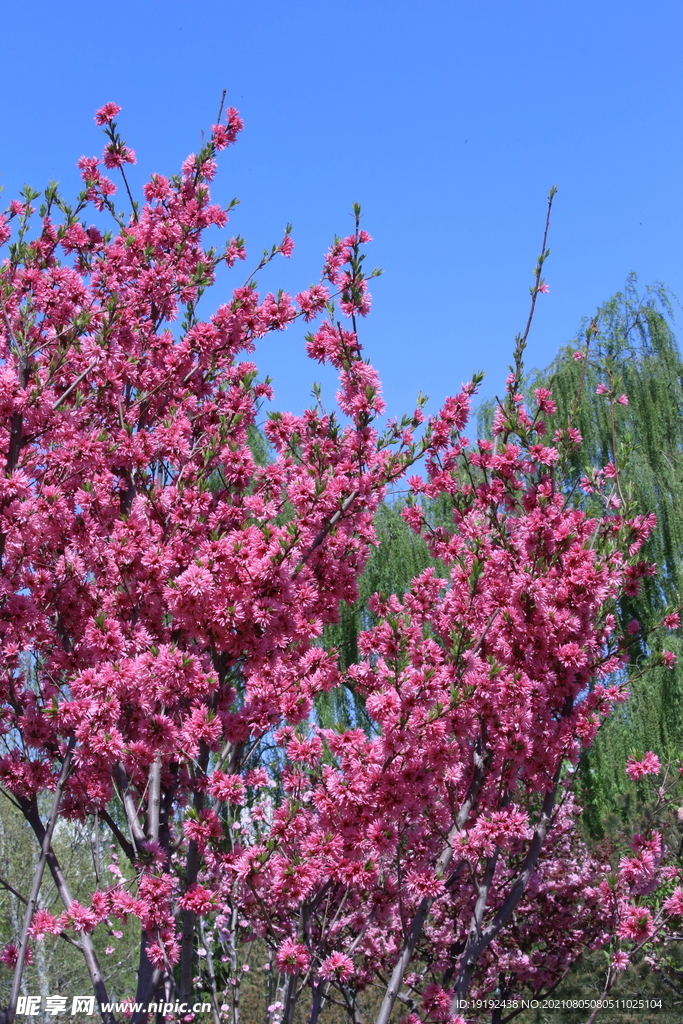 菊花桃