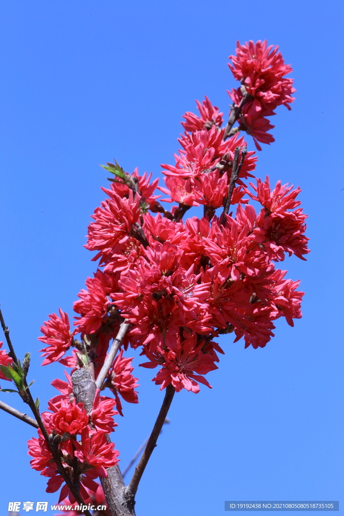 菊花桃