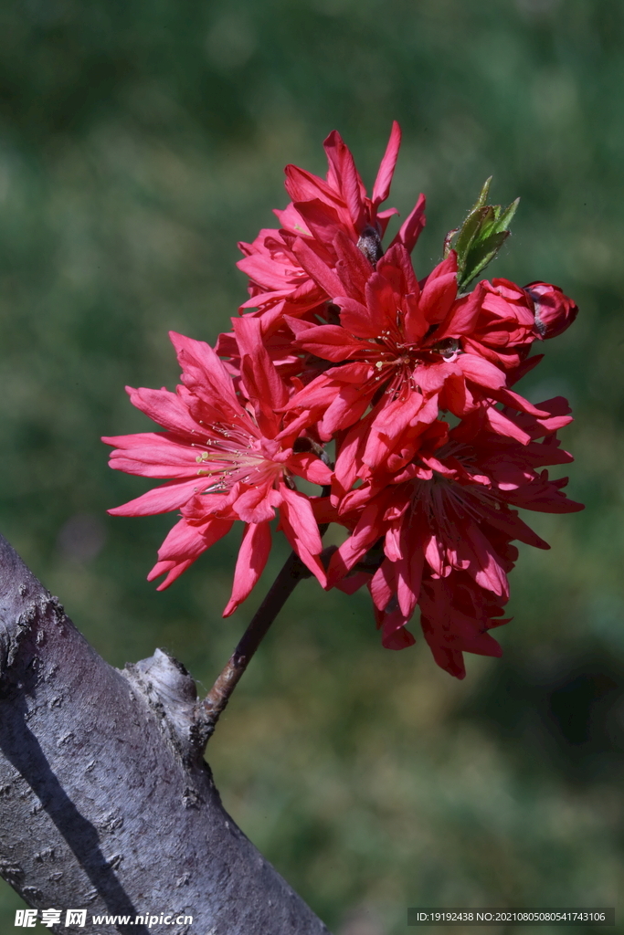 菊花桃 