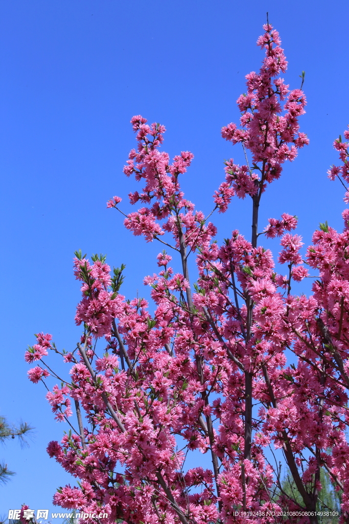 菊花桃