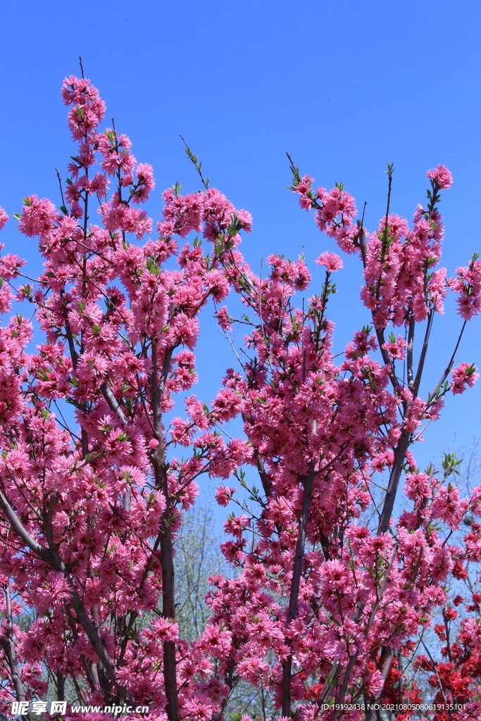 菊花桃 