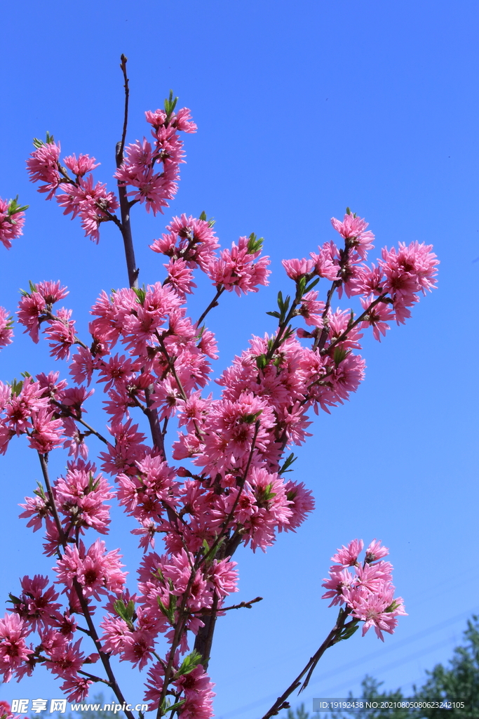 菊花桃 