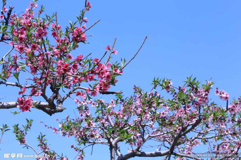 桃花