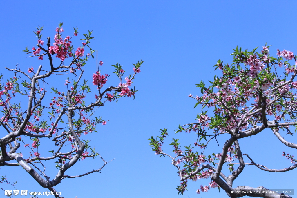 桃花 