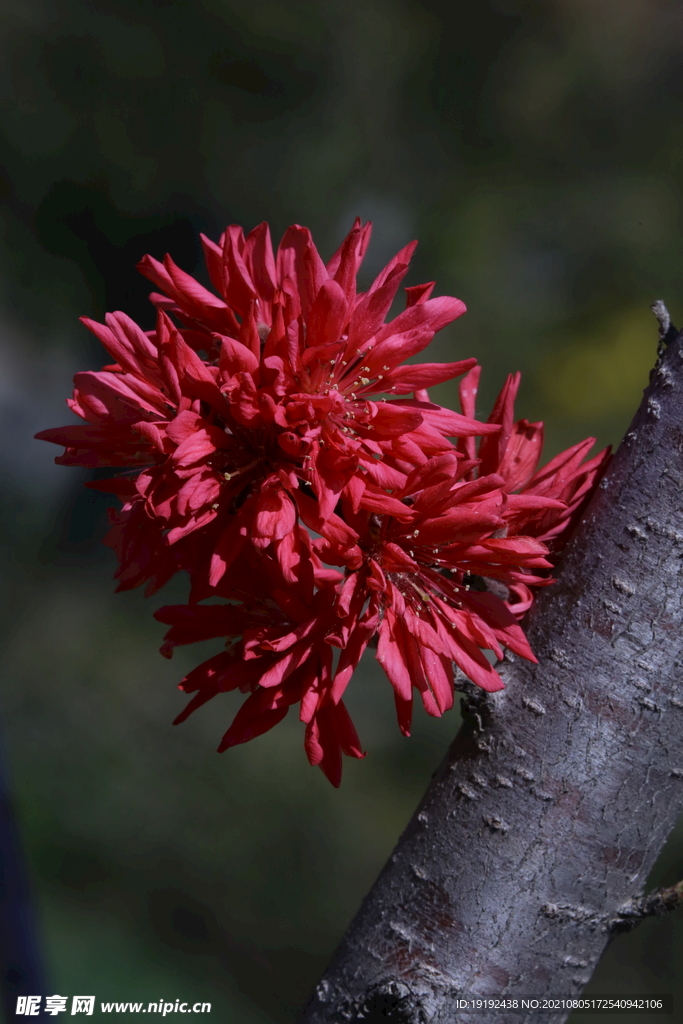 菊花桃