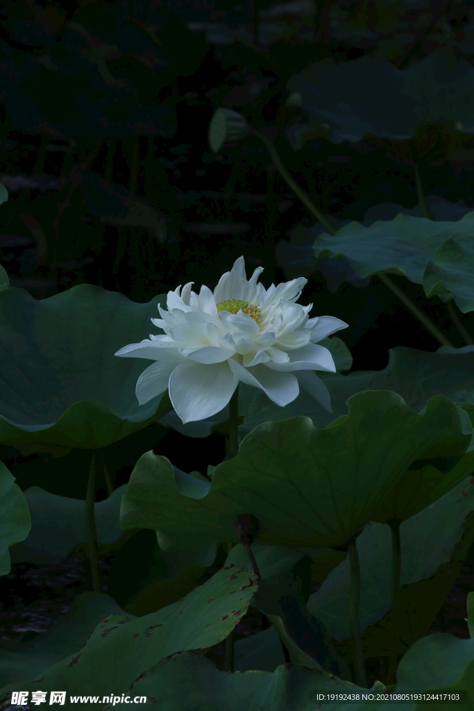 荷花 