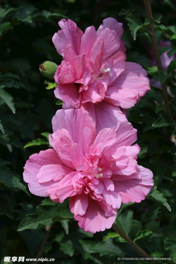 木槿花