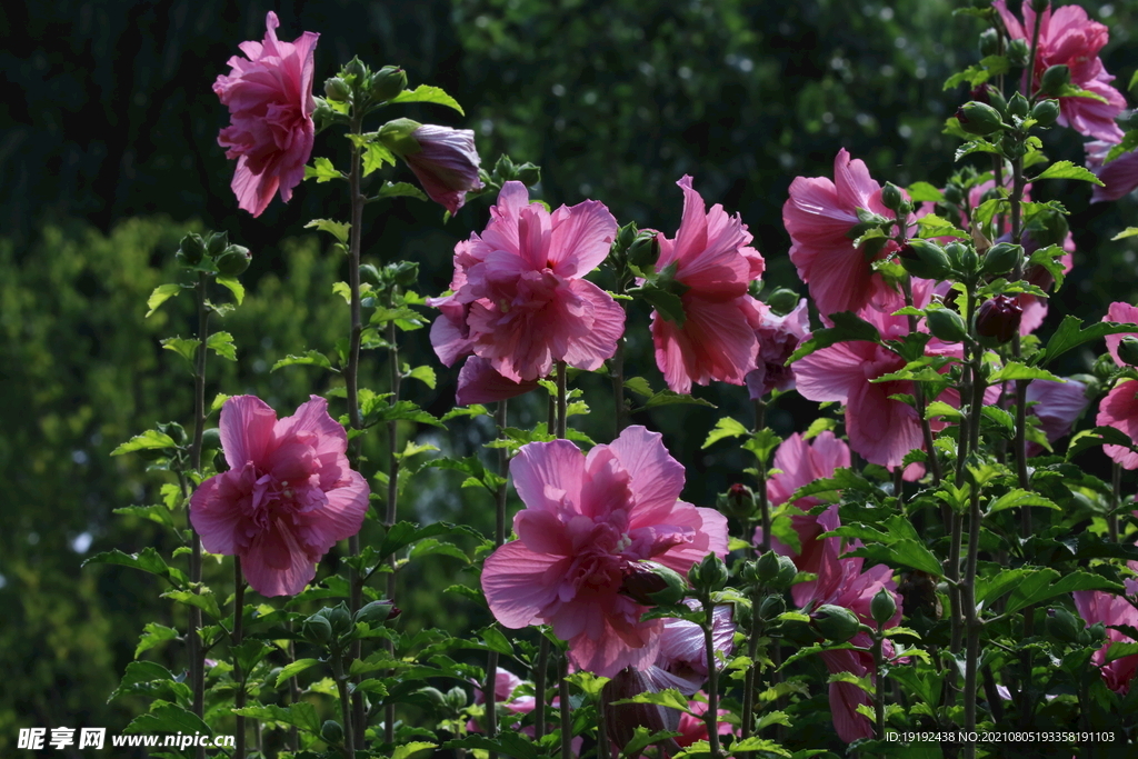 木槿花