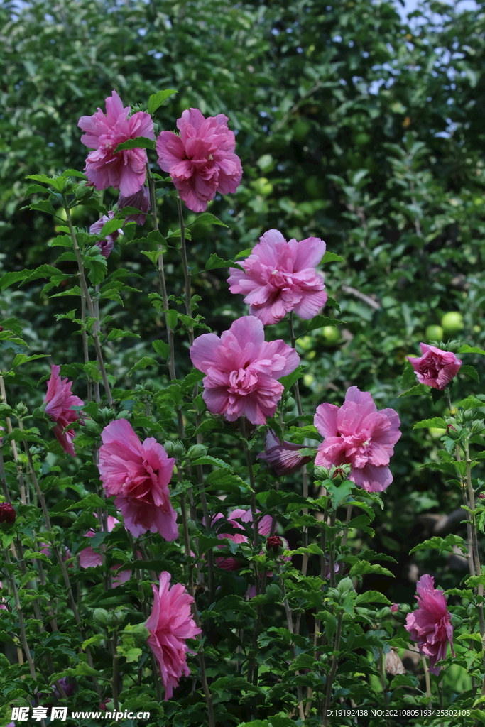 木槿花
