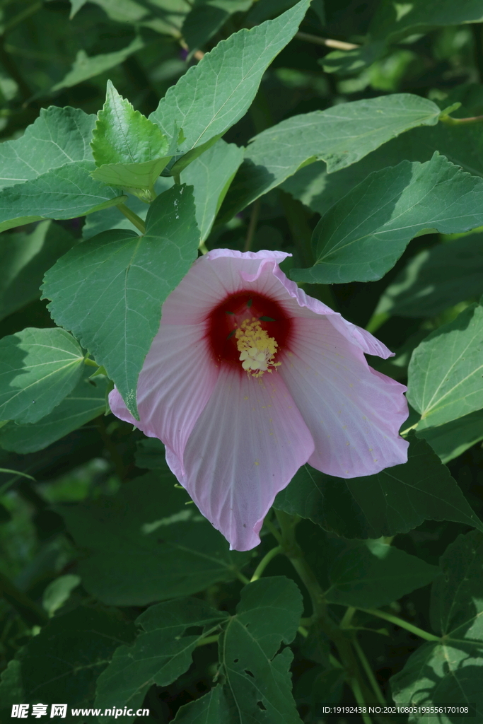 芙蓉葵 