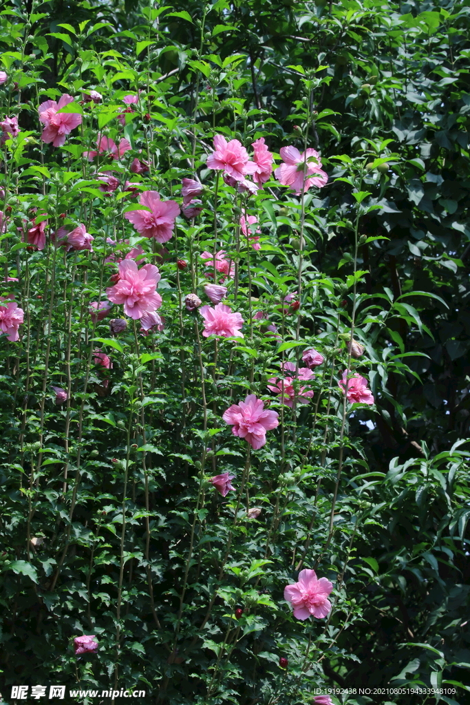 木槿花 