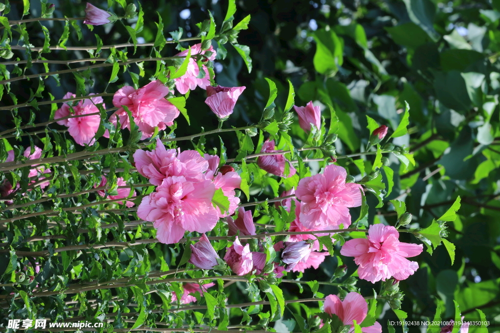 木槿花 