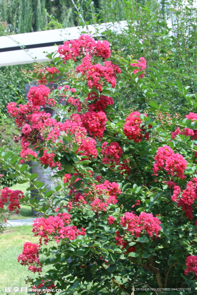 紫薇花