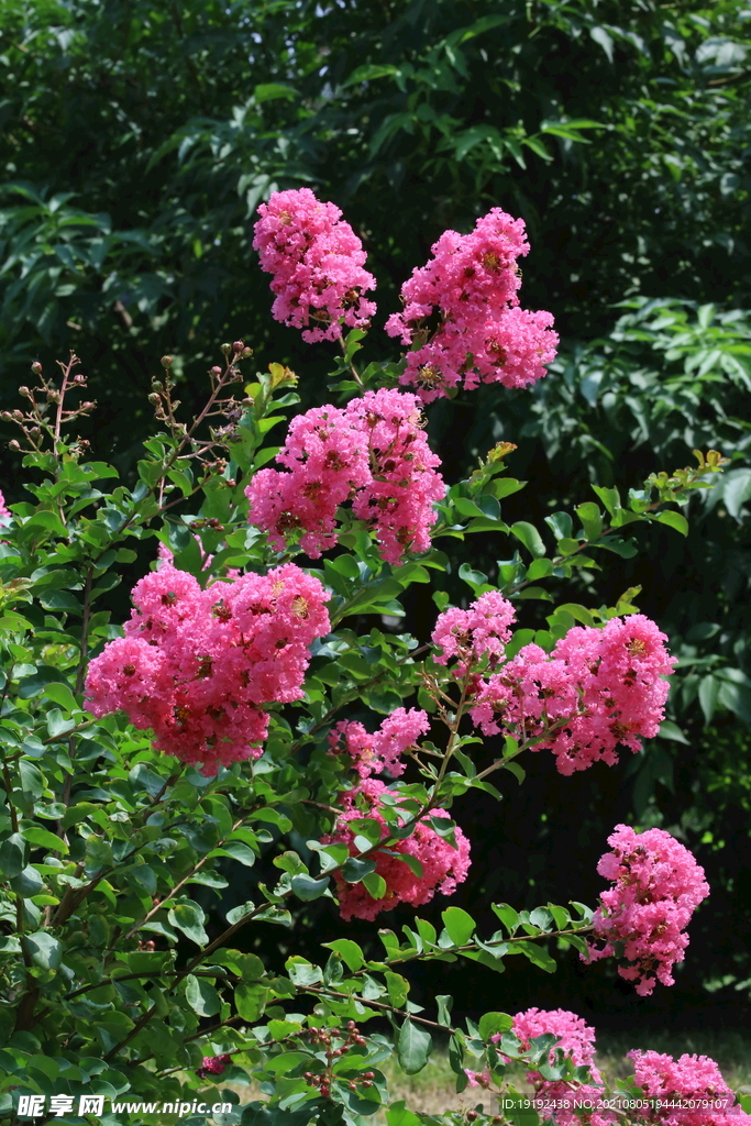 紫薇花