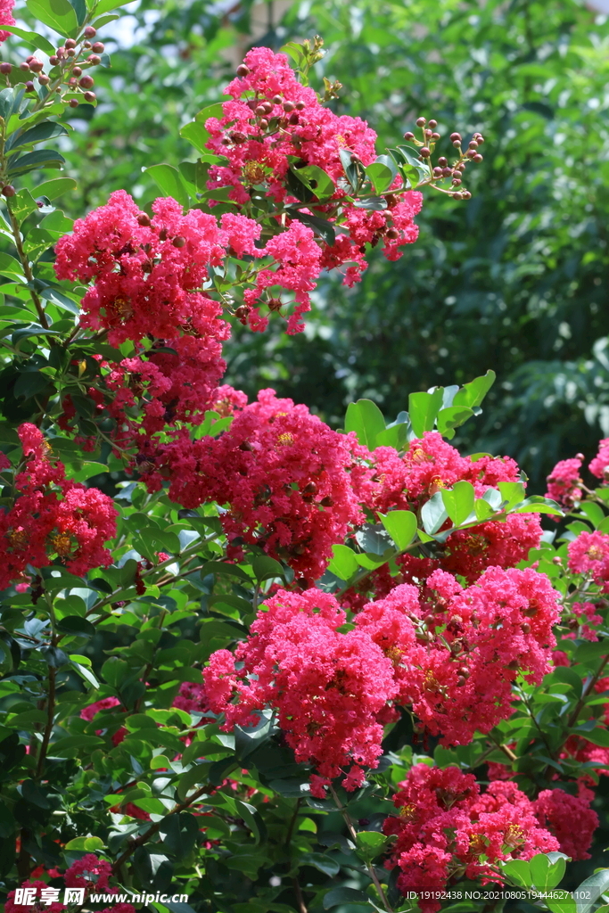 紫薇花