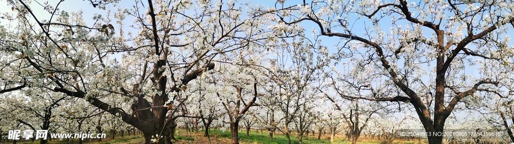 桃花 桃树 桃林 