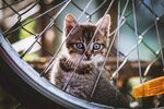 流浪猫