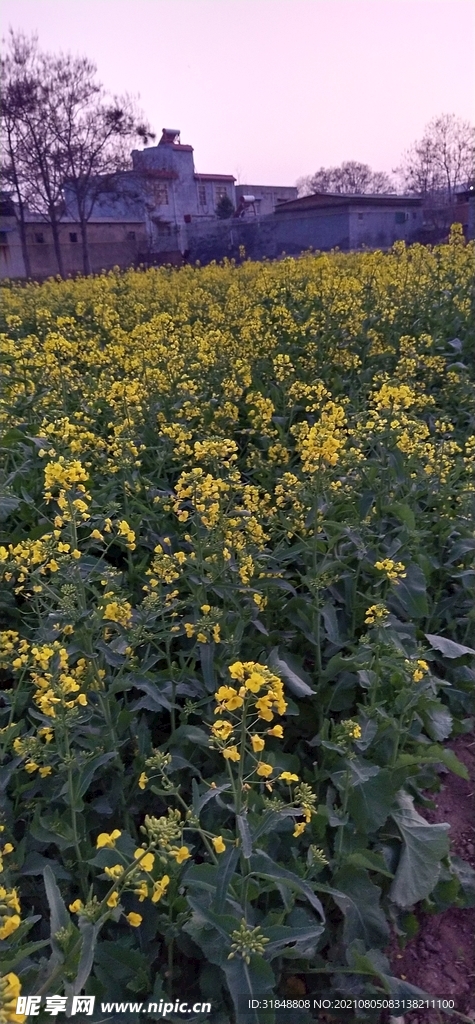 花