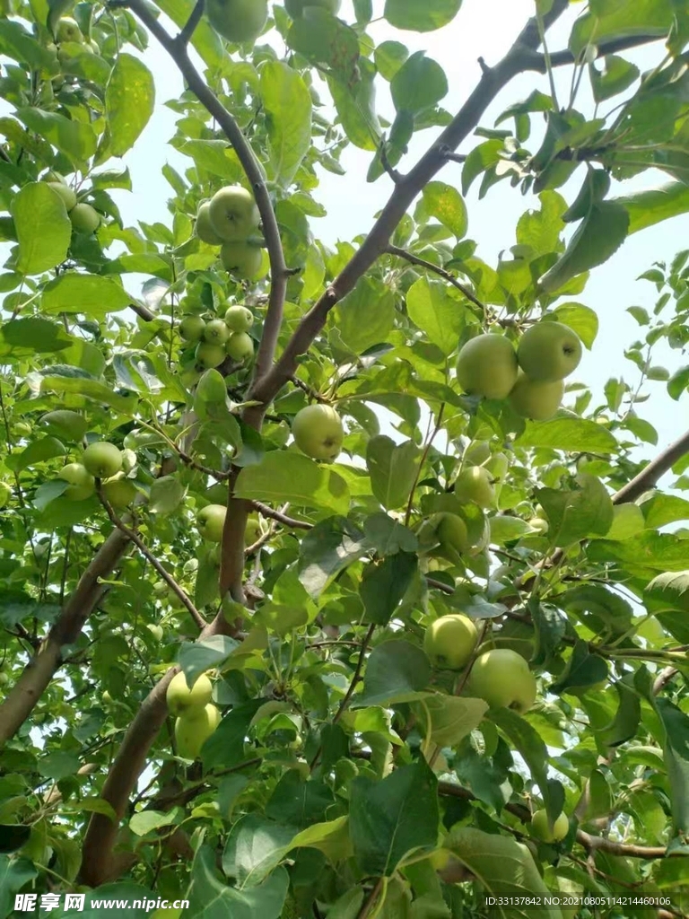夏天苹小青果树图