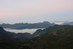 茶山 茶树