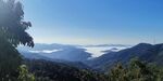 茶山 茶树
