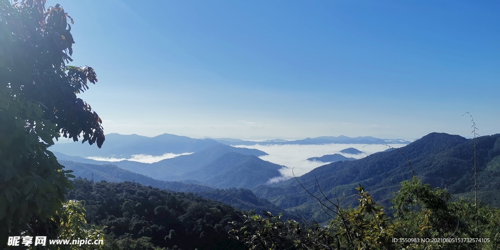 茶山 茶树