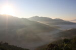 茶山 茶树